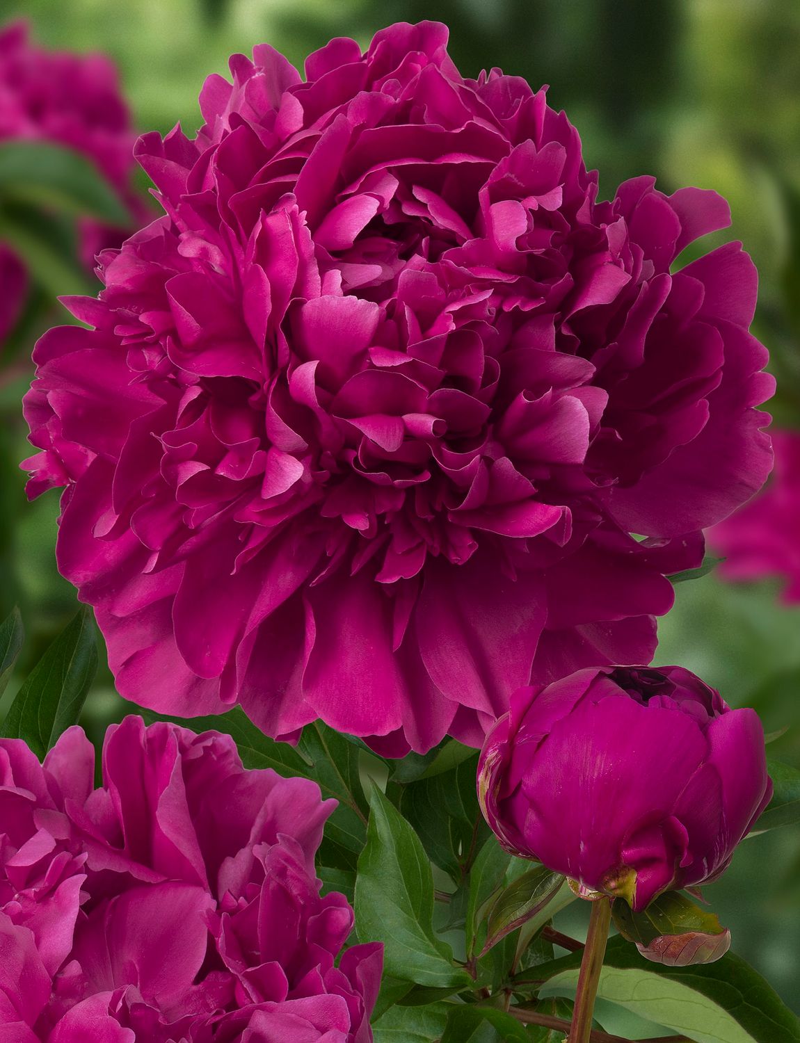 Kiinanpioni - Paeonia Paul M. Wild