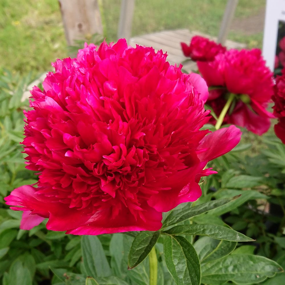 Hybridipioni Paeonia Red Charm juurakko