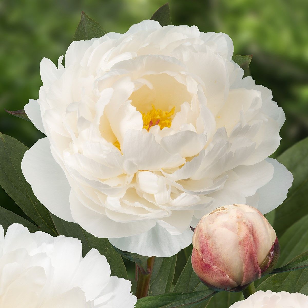 Kiinanpioni Paeonia lactiflora Allan Rogers juurakko