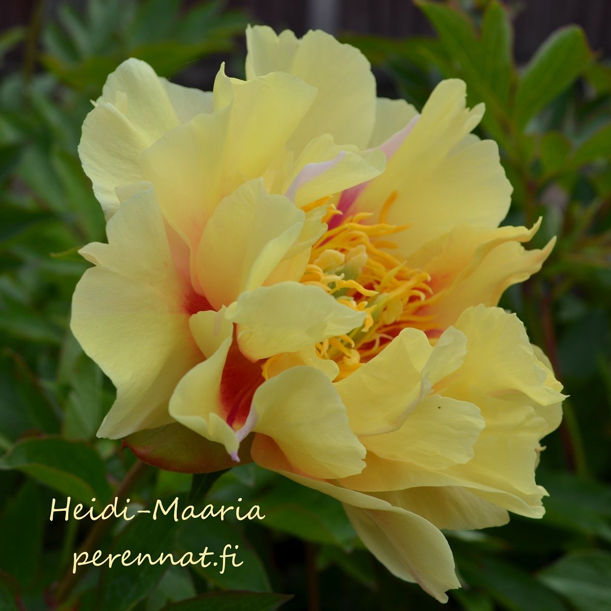 Pioni Itoh-pensaspioni - Prairie Charm - juurakko