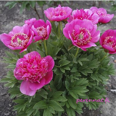 Vuoripioni eli vuokkopioni - Paeonia Anemoniflora juurakko