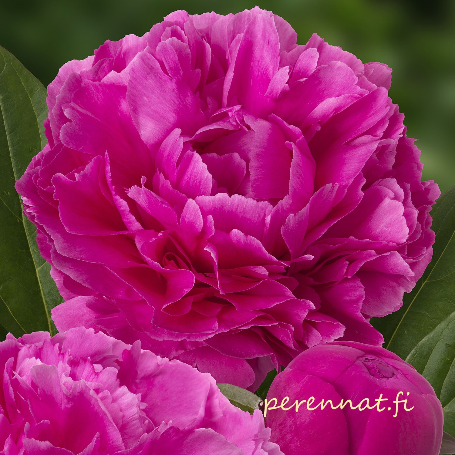 Kiinanpioni Paeonia lactiflora Dayton juurakko