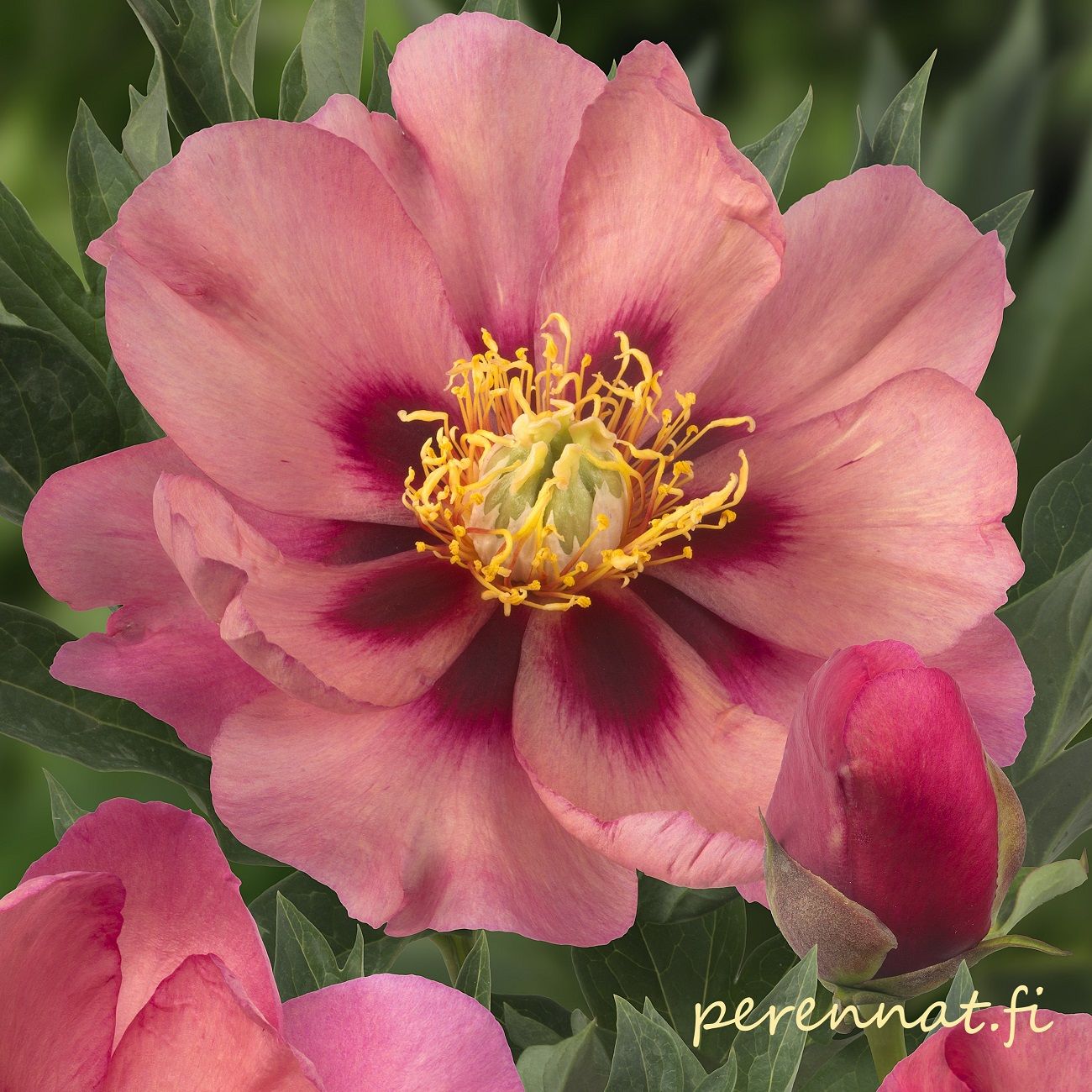 Pioni Itoh-pensaspioni  Old Rose Dandy juurakko