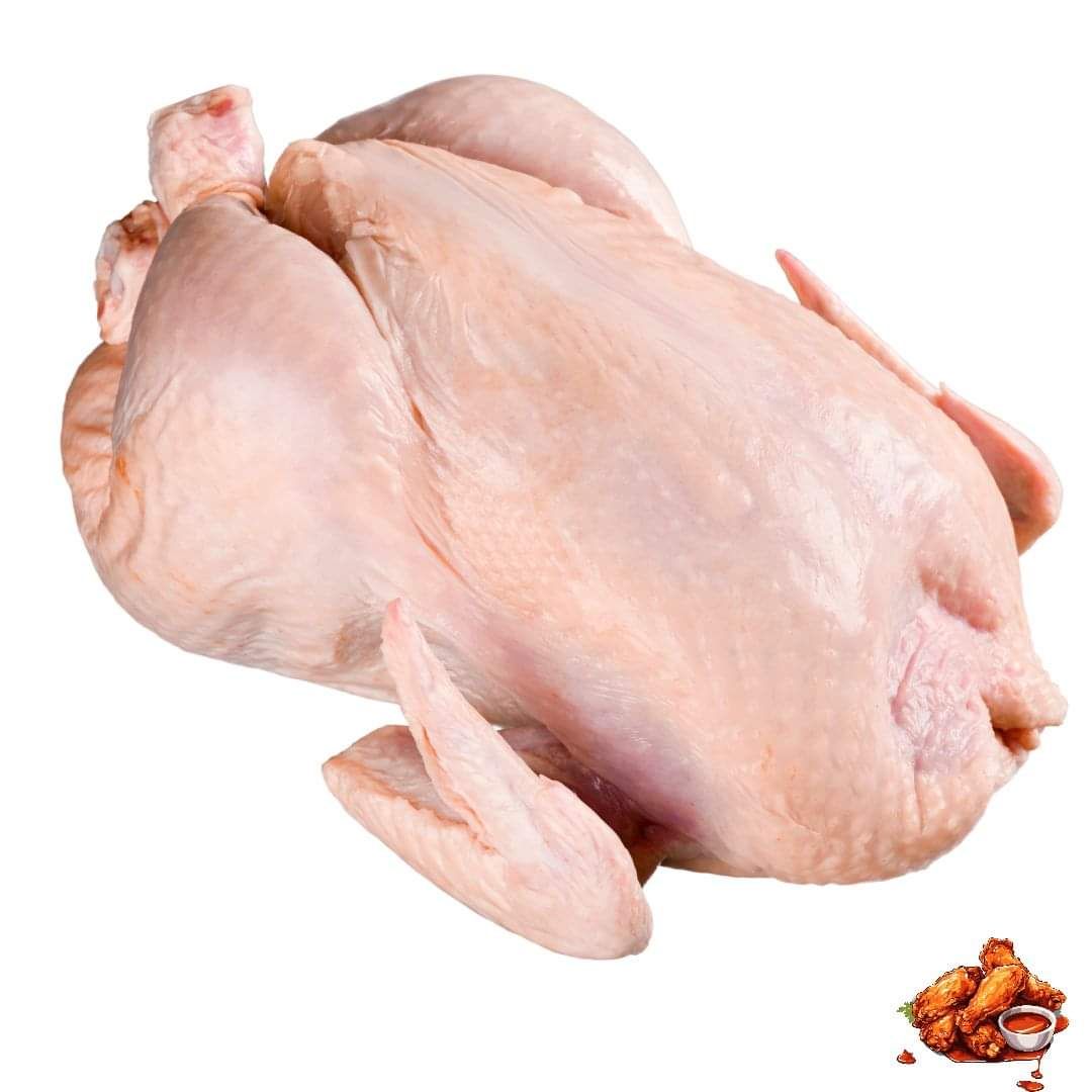 Broiler Chicken