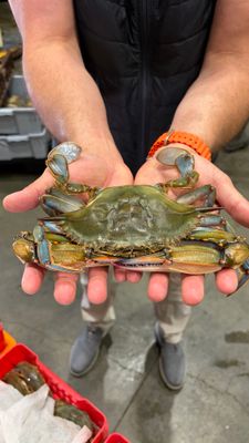 Soft Shell Crabs