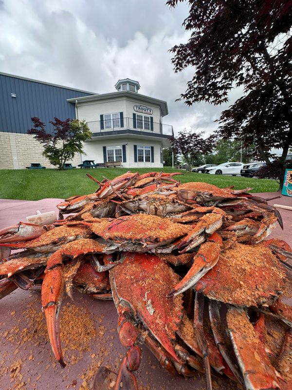 Extra Large Male (6½-7in.) Hard Shell Crabs