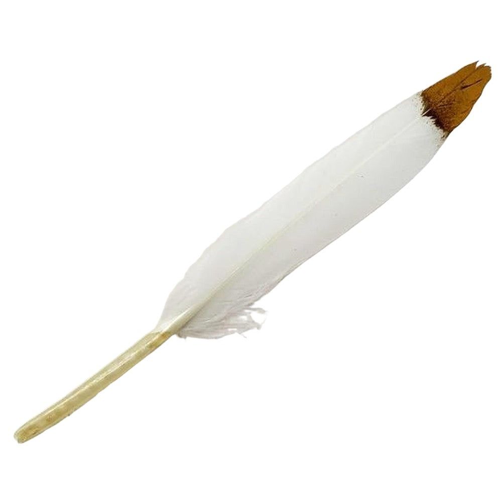 5-6&quot; White Feather with Golden Tip, SKU K02-04-FTH-SML-WGT-1, UPC 700317354895