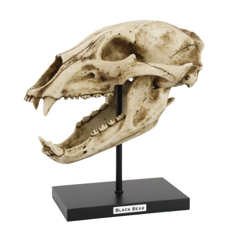 10.75&quot; Black Bear Skull on Stand Statue, SKU PG-13608, UPC 700317072232