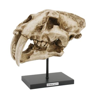 12.5&quot; Sabertooth Skull on Stand Statue, SKU PG-13606, UPC 700317072225