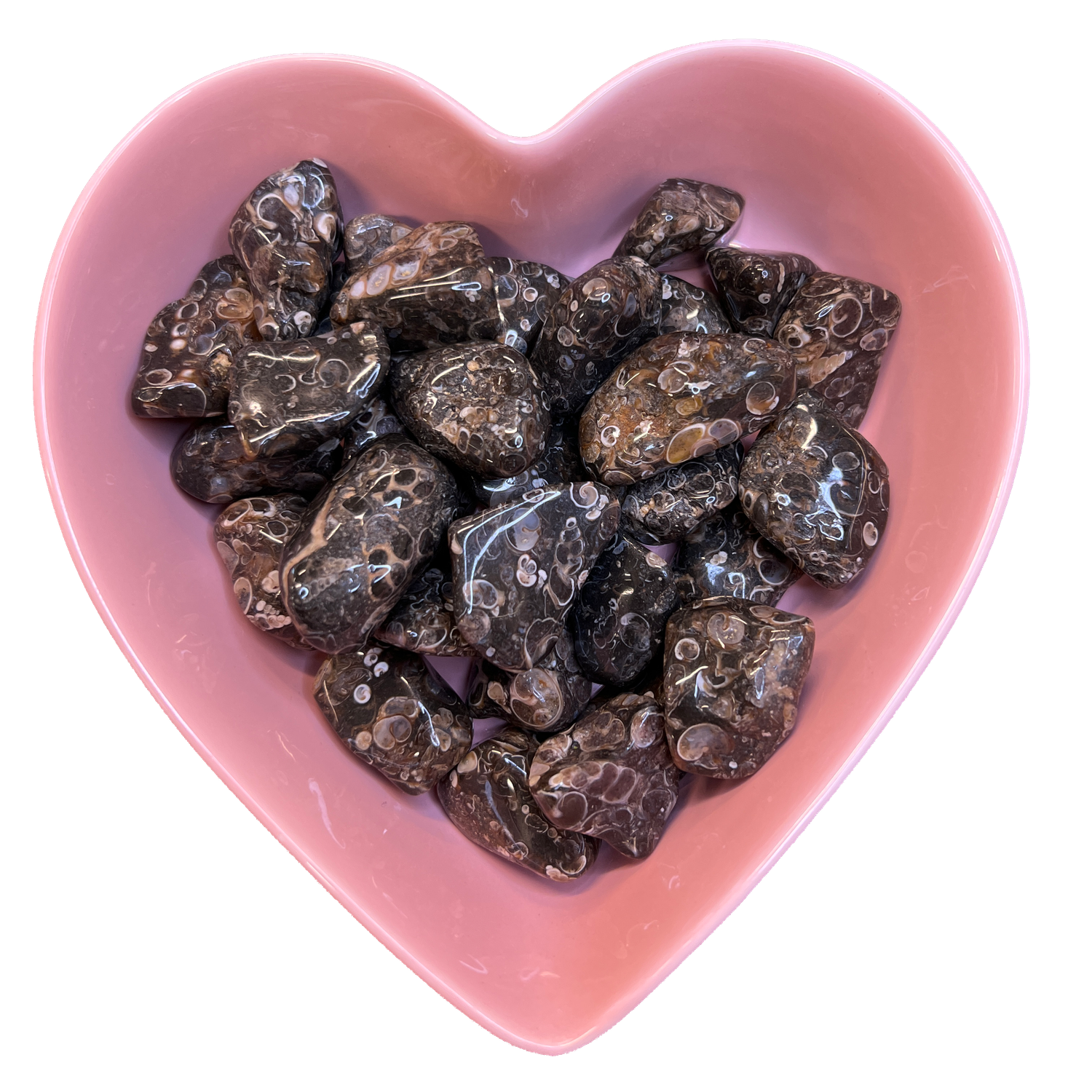 Turritella Agate Tumbled Stone Natural Gemstone - One Stone, SKU TR-145, UPC 6016000813810