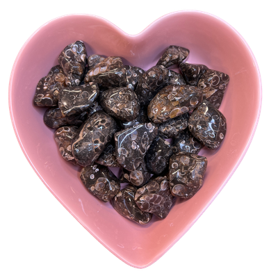 Turritella Agate Tumbled Stone Natural Gemstone - One Stone, SKU TR-145, UPC 6016000813810