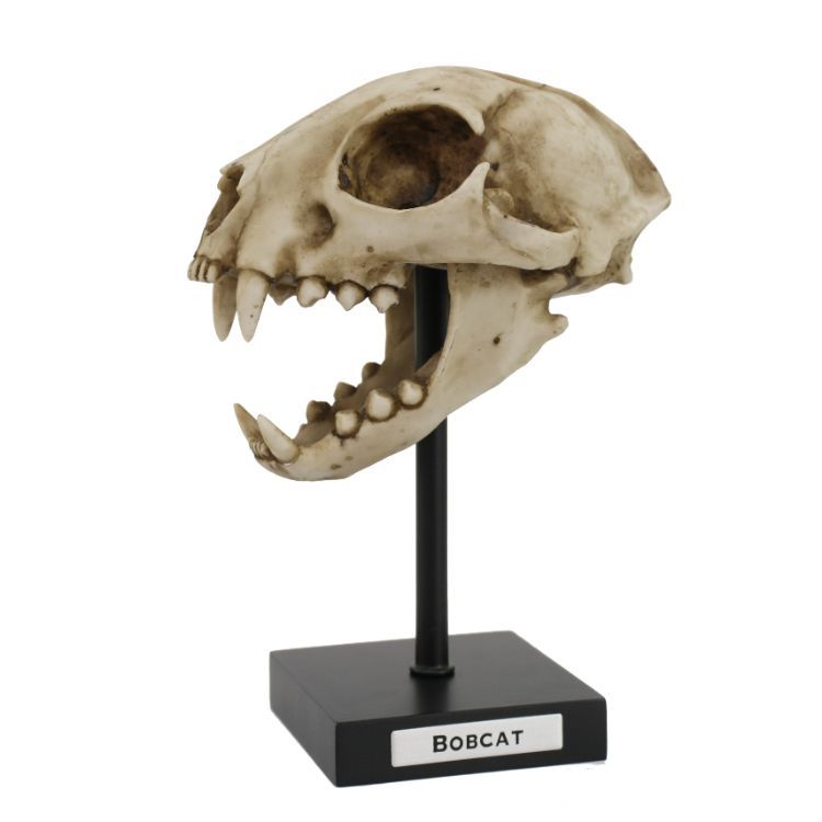 5.5&quot; Bob Cat Skull on Stand Statue, SKU PG-13609, UPC 700317072249