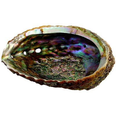 5.5&quot; Abalone Shell Incense Smudge Burner, SKU KH-89615, UPC 700317120964