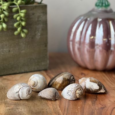 2-2.5&quot; Fossil Crystal Snail Shell, SKU 30162030, UPC 6016003659675