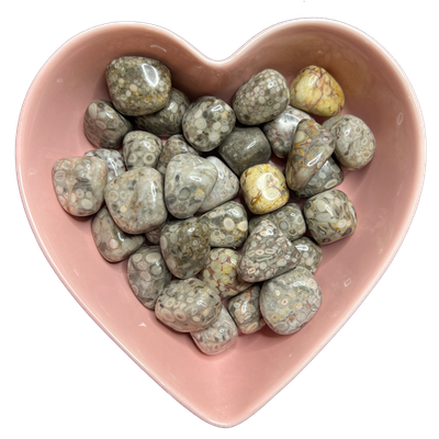 White Leopard Jasper Tumbled Stone Natural Gemstone - One Stone, SKU TR-62, UPC 700317032885