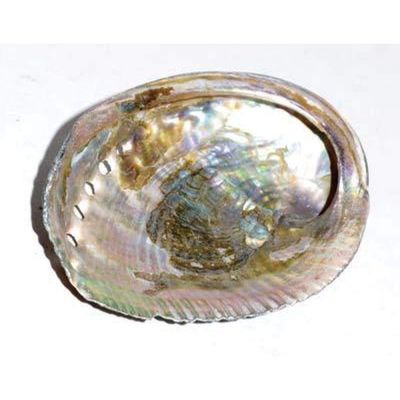 3-4&quot; Green Abalone Shell Incense Smudge Burner, SKU ABS-S2, UPC 6016203968928