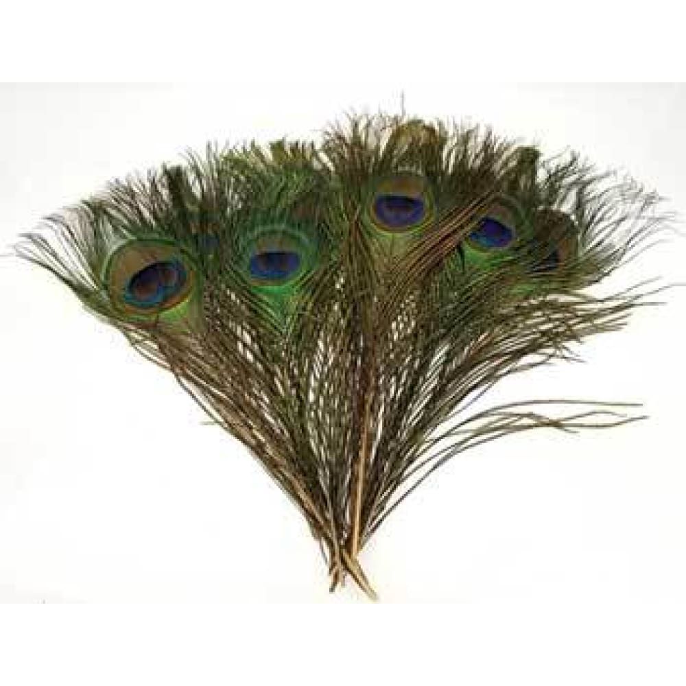9-12&quot; Peacock Feather (Pack of 10), SKU FTH-PQ, UPC 6016214197164