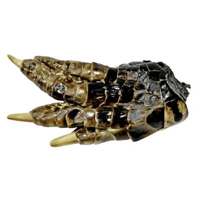 2-3&quot; Alligator Foot, SKU RM-8027, UPC 6016004327351