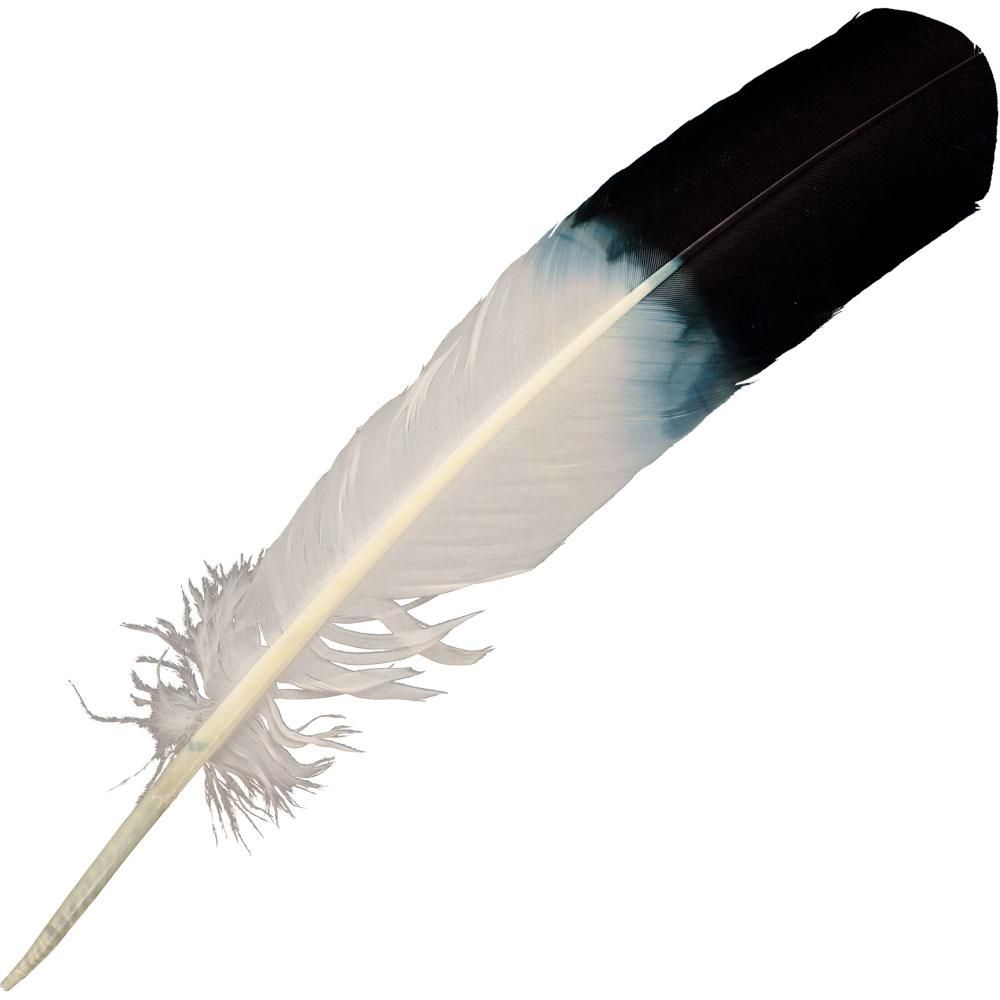 10-12&quot; Smudging Eagle Feather, SKU 08-FTH, UPC 6016236029054