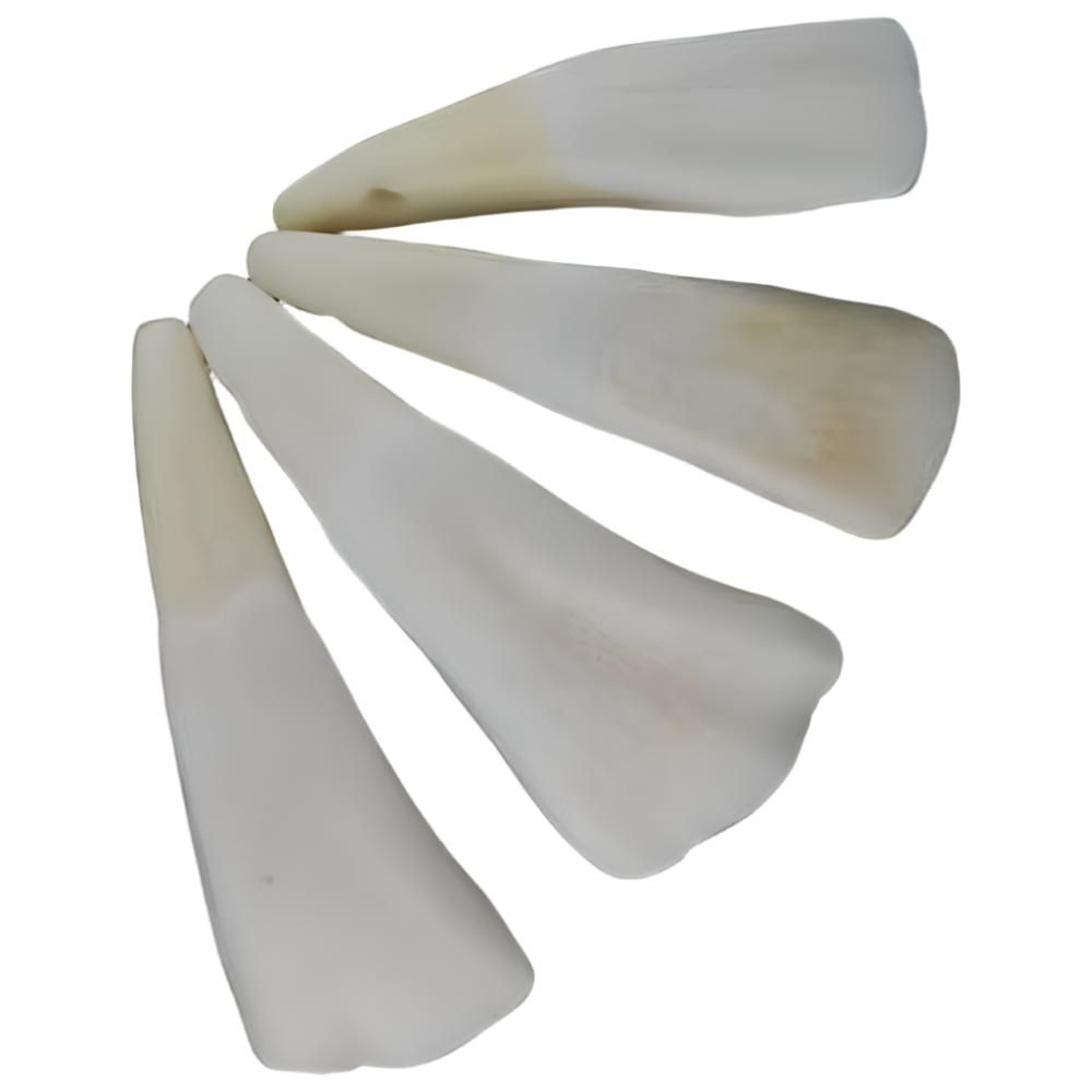 Water Buffalo Tooth, SKU RWAT, UPC 6016218035035