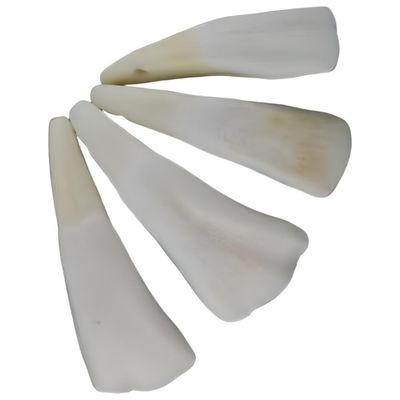 Water Buffalo Tooth, SKU RWAT, UPC 6016218035035