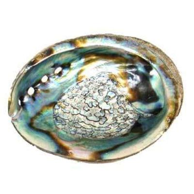3&quot; - 4&quot; Abalone Shell Incense Burner, SKU ABS-S, UPC 6016210255264