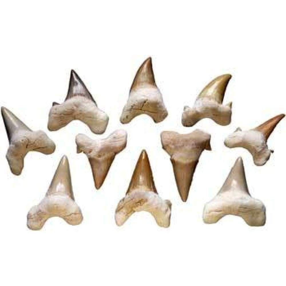 Shark Teeth, SKU RSHAT, UPC 6016200302312