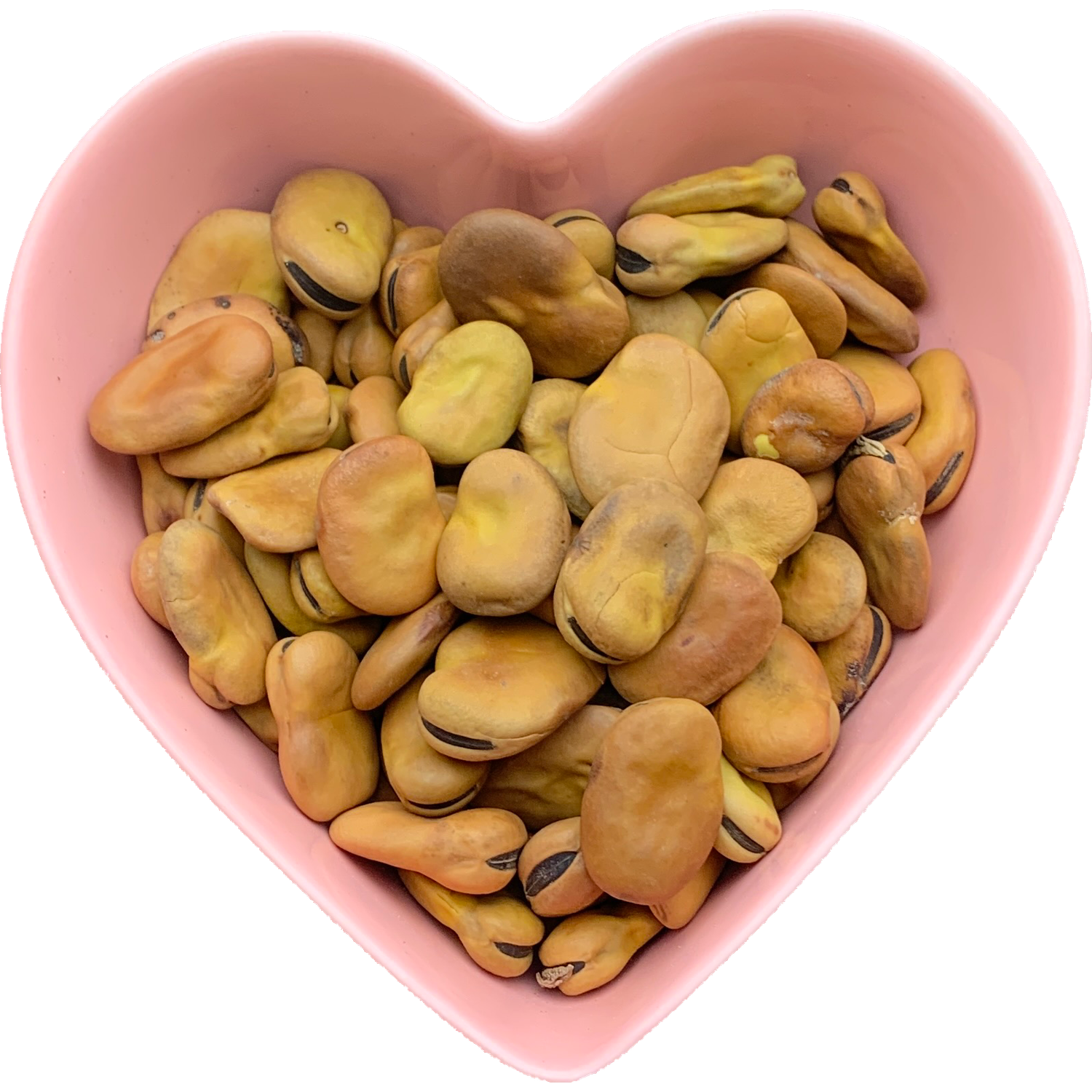 Mojo Wish Beans 1 oz (Vicia Faba)