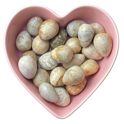 Coral Fossil Tumbled Stone Natural Gemstone - One Stone