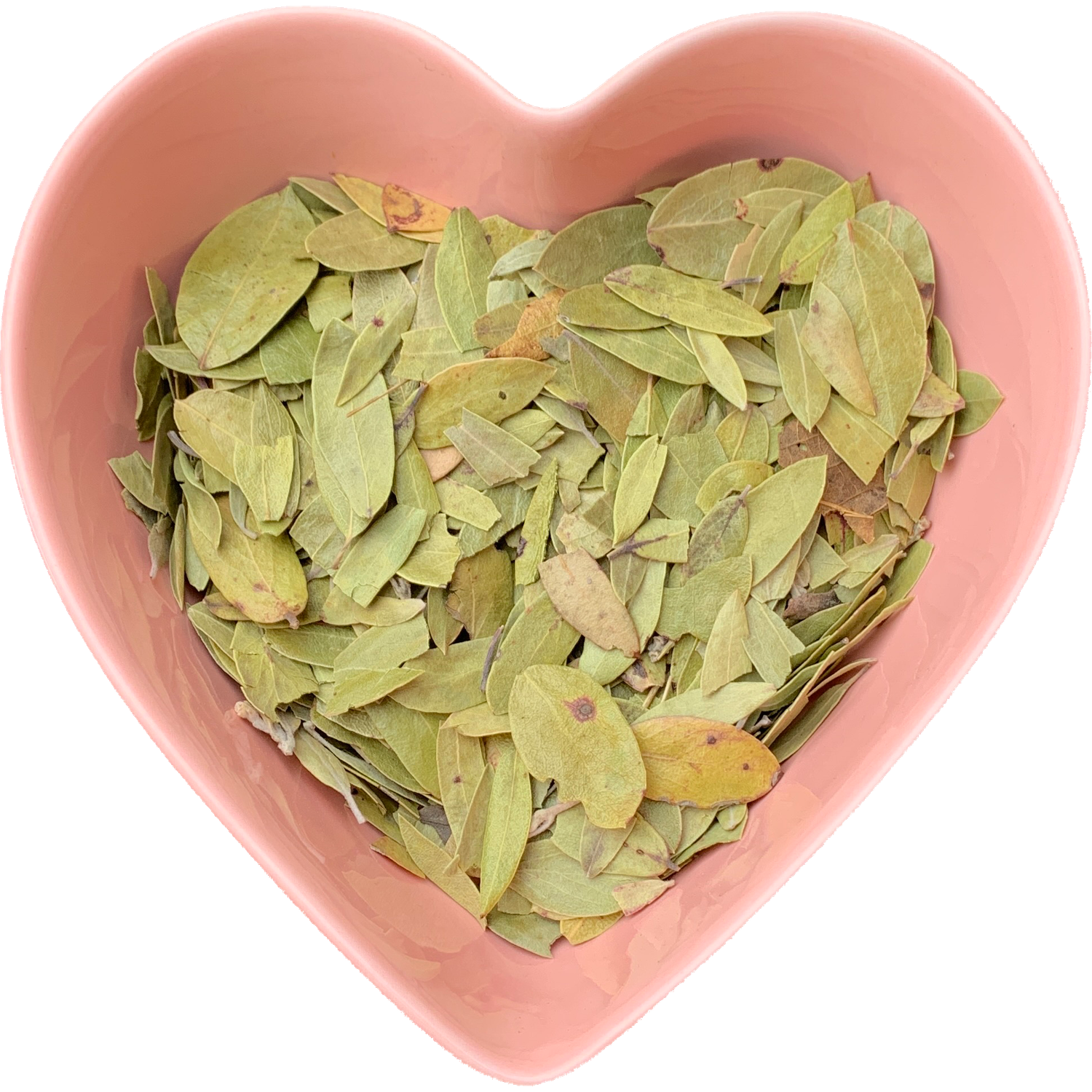 Uva Ursi Leaf Whole 1 oz (Arctostaphylos uva ursi)