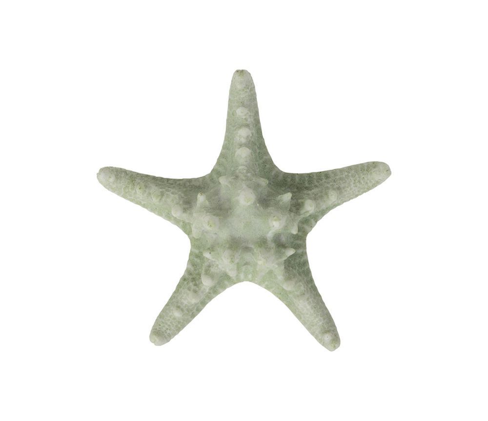 Sea Green Decorative Starfish
