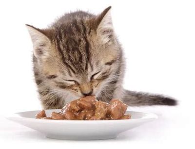 Wet Kitten Food