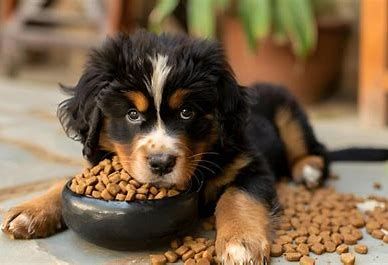 Dry Puppy Food