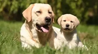 All Stages puppy/adult