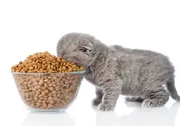 Dry Kitten Food