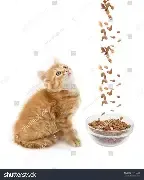 Dry Food