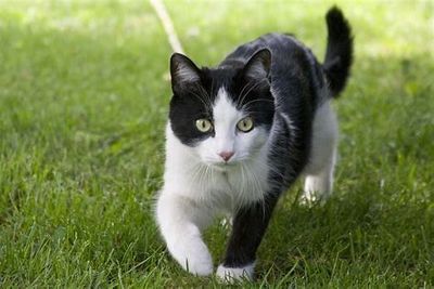For Cats