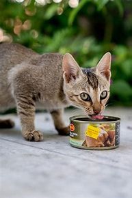 Can food