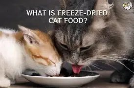 Freeze Dried