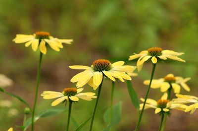 Coneflower Mellow Yellows 1Gal