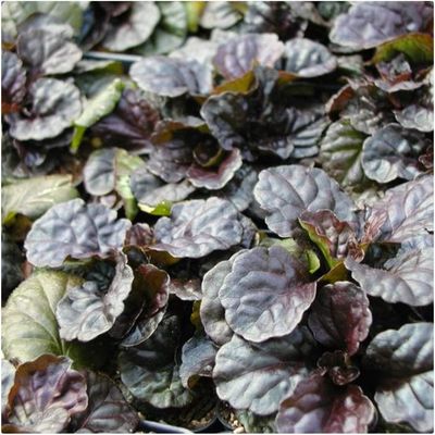 Ajuga Black Scallop 1 gal Ajuga Black Scallop 1 gal