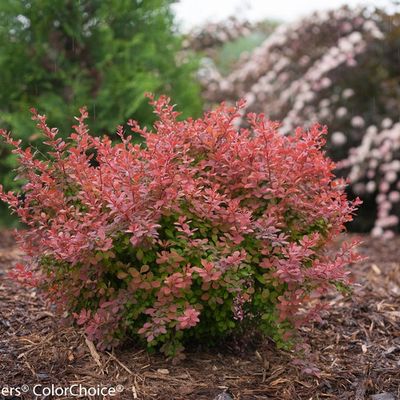 Barberry Rose Glow 2Gal
