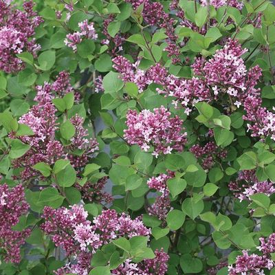 Bloomerang Dwarf Lilac 2gal PW