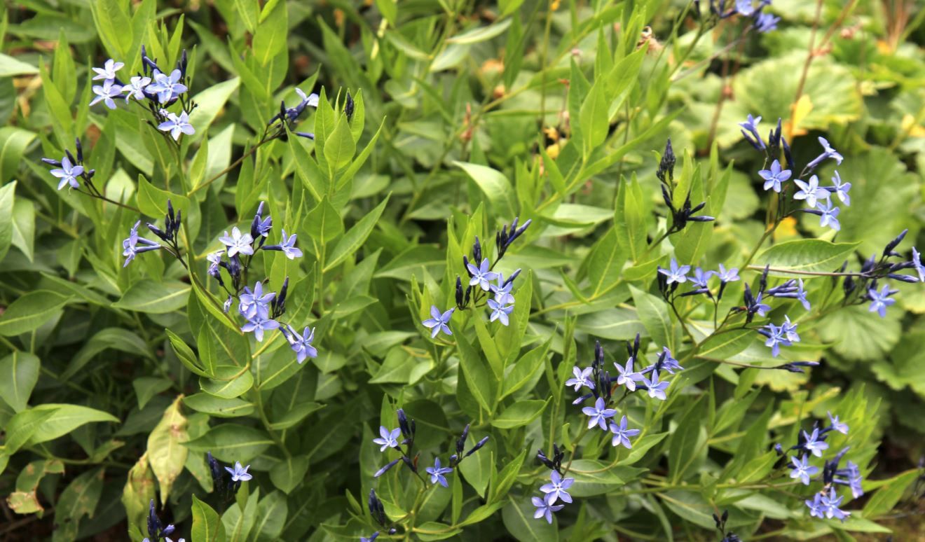 Amsonia Blue Ice 1 gal