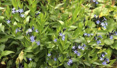 Amsonia Blue Ice 1 gal Amsonia Blue Ice 1 gal