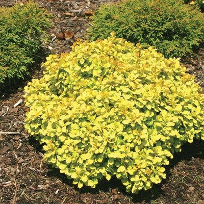 Barberry Dwarf Golden 2Gal