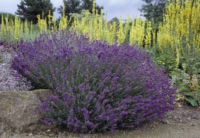Hidcote Blue Lavender 1 gal Hidcote Blue Lavender 1 gal