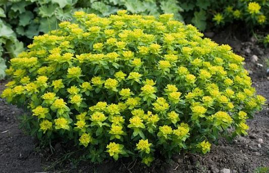 Euphorbia Polychroma 1 gal