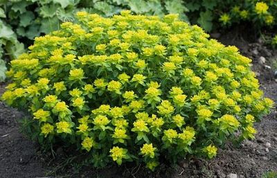 Euphorbia Polychroma 1 gal Euphorbia Polychroma 1 gal