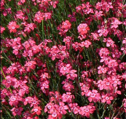 Dianthus Deltoides Brilliant 1 gal